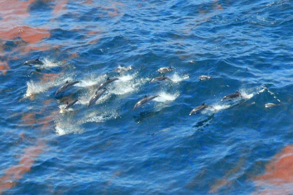 Dolphins Swim Through Deepwater Horizon Oil Spill