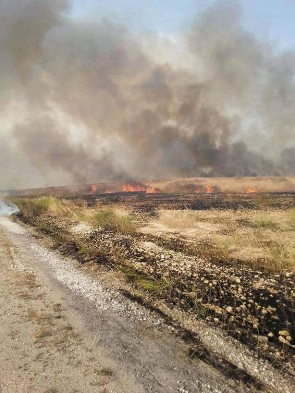 Islamic State Fighters Burn Crops During Retreat; Kobane Canton, Syria, May 2015