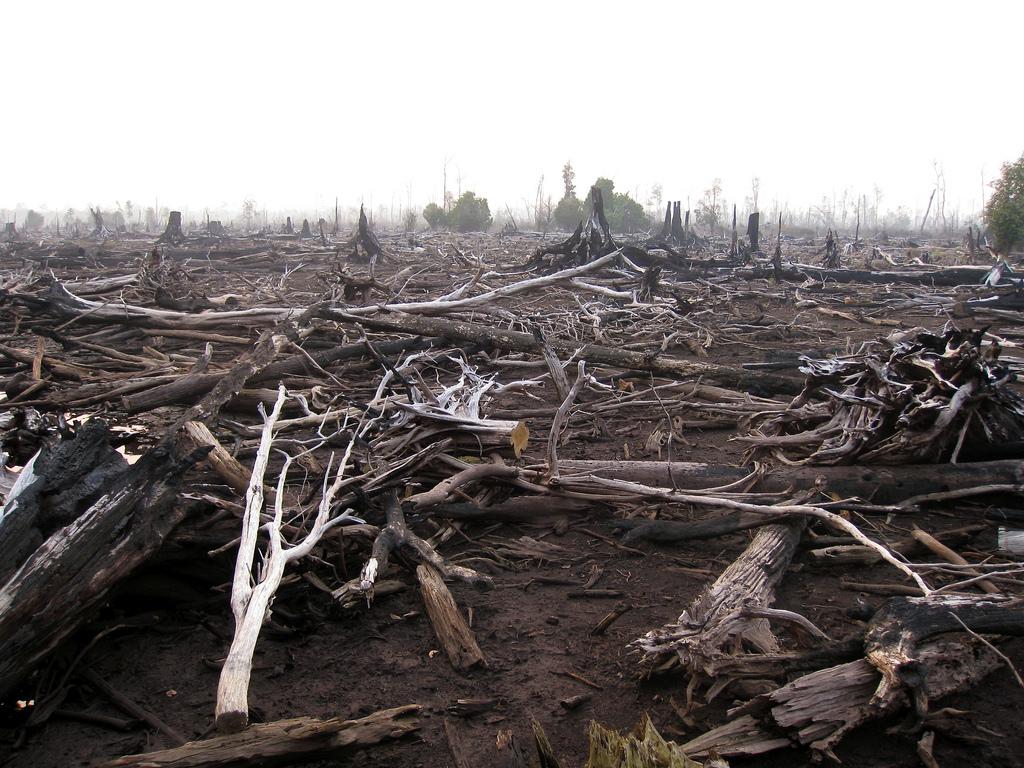 Forest fire aftermath, Indonesia 