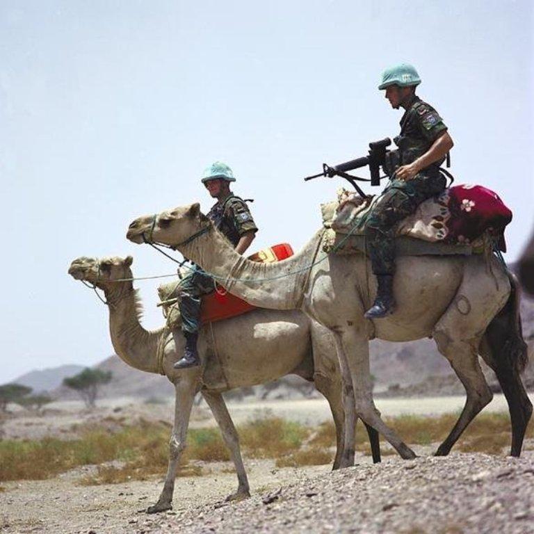 Peacekeeping Camels