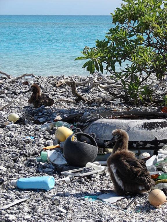 Laysan Albatross Chicks Deluged by Marine Debris, Midway Atoll, United States, 2008