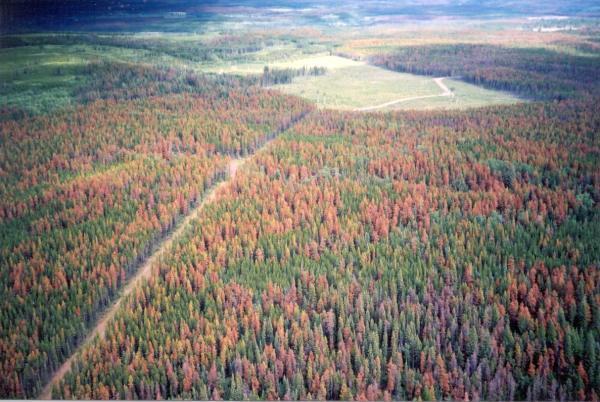 British Columbia Forests Attacked by the Pine Beetle, Canada, 2013