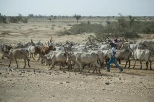 A shepherd leading his flock to the border between Senegal and Mauritania, searching for pastures