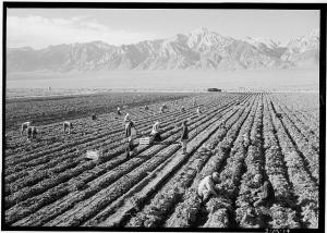 Ansel Adams - Manzanar War Relocation Center for Japanese Americans, World War II