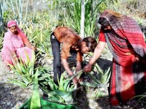 Village plants 111 Trees Everytime a Girl is Born, Piplantri-India, May 2015