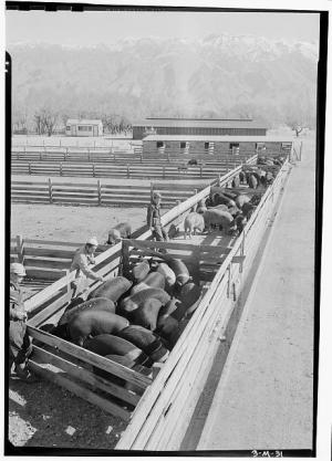 Ansel Adams - Manzanar War Relocation Center for Japanese Americans, World War II